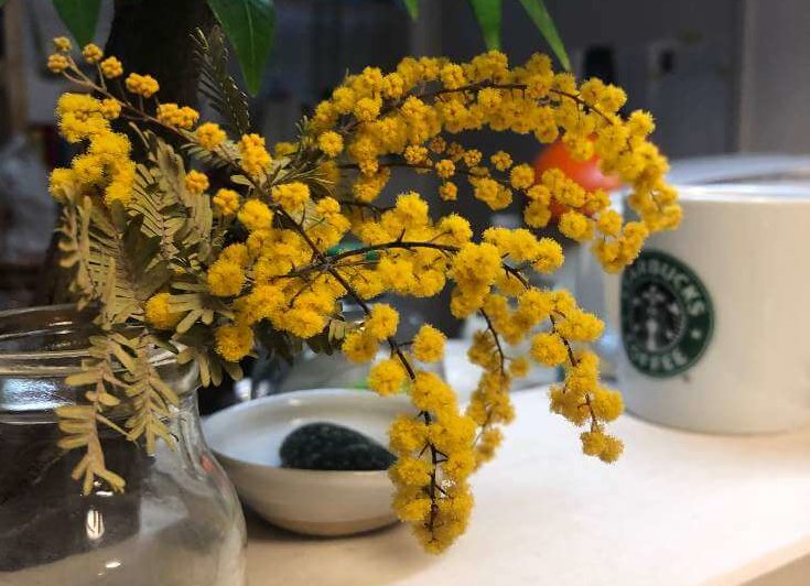 ギンヨウアカシア ミモザアカシア の花言葉 色別の意味の違いは ミモザの日とは Greensnap グリーンスナップ