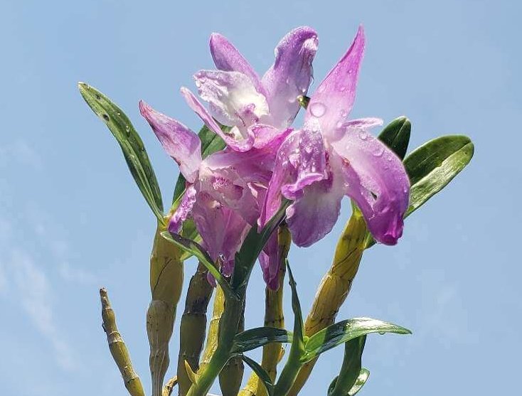 デンドロビウムの花言葉 色別の意味や由来は 人気の種類 品種はどれ Greensnap グリーンスナップ