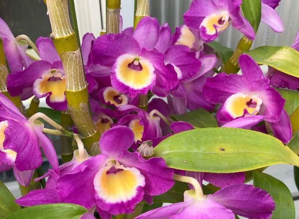 デンドロビウム