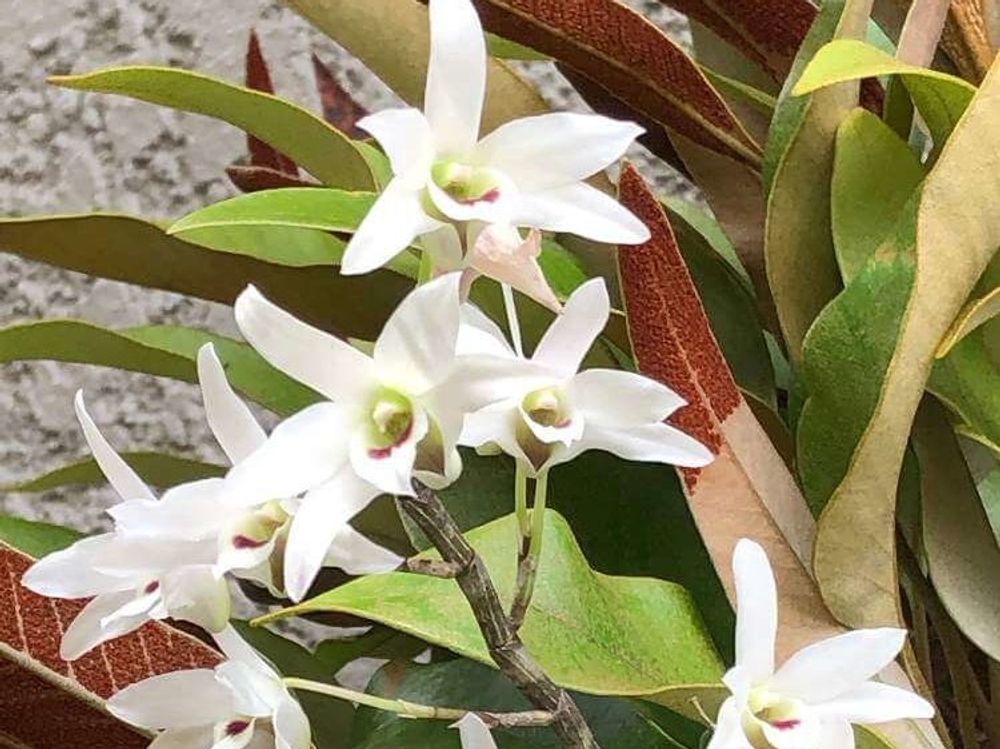 デンドロビウム