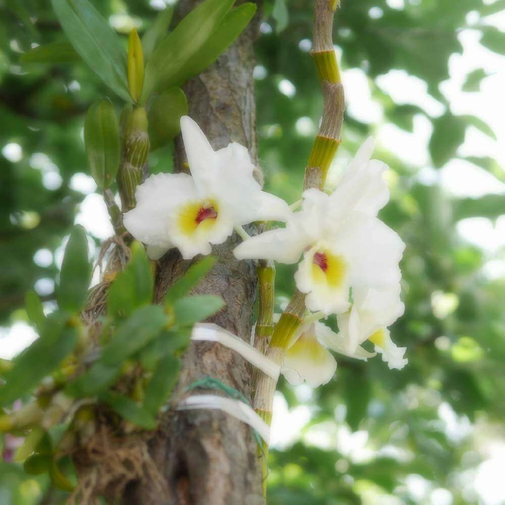 デンドロビウム