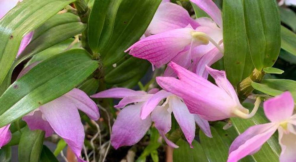 デンドロビウム