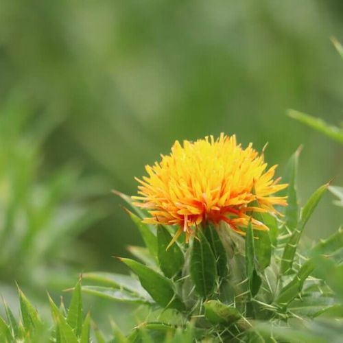 ベニバナ 紅花 の花言葉 花の特徴や効能 種類は Greensnap グリーンスナップ