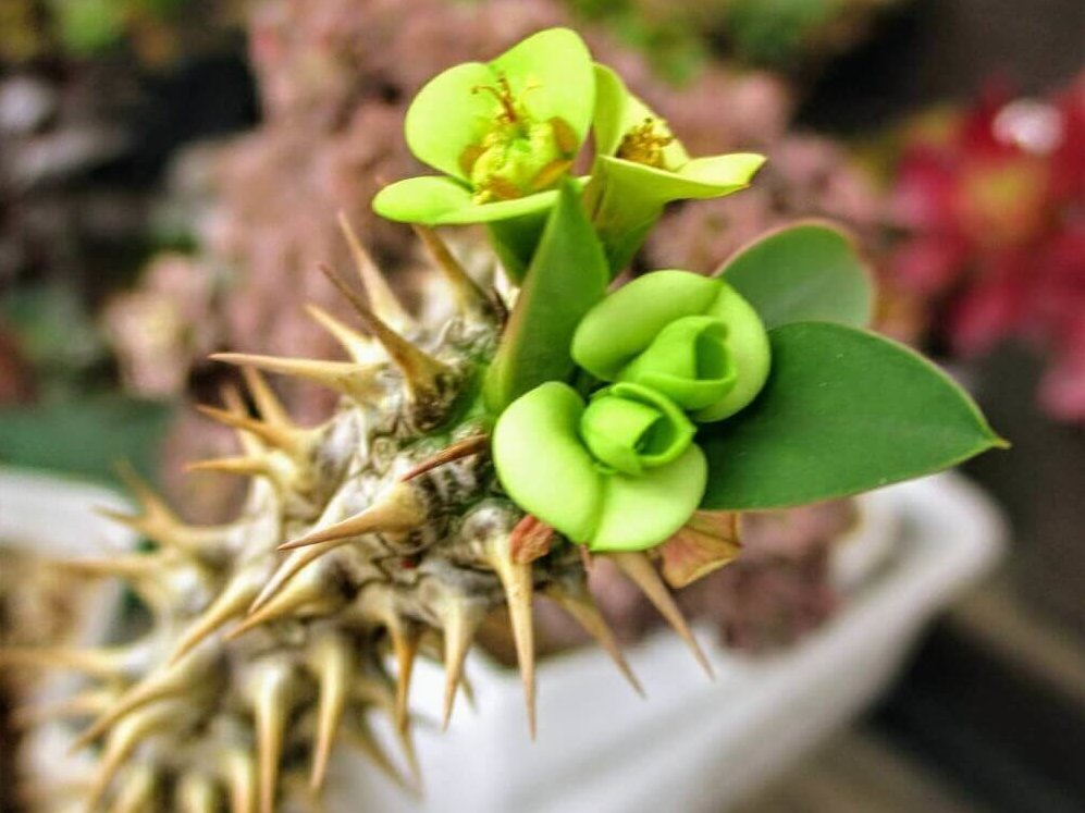 ハナキリンの花言葉 種類や花の特徴 風水効果がある Greensnap グリーンスナップ