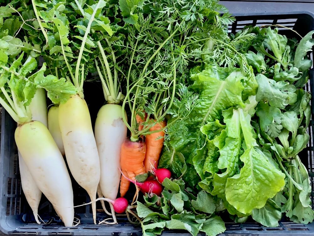 プランターで始める家庭菜園 初心者におすすめの秋に育てたい野菜10選 Greensnap グリーンスナップ
