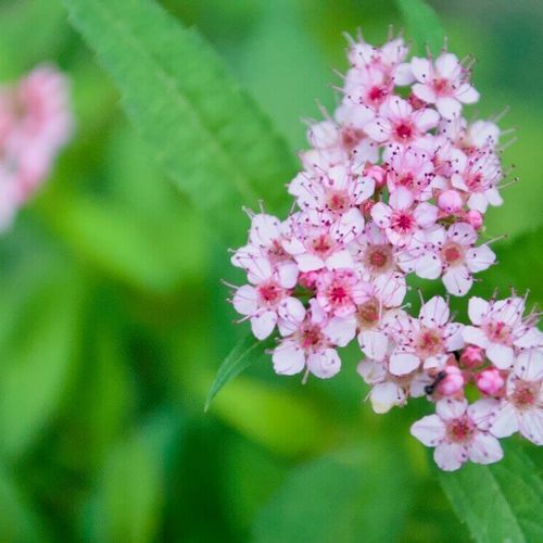 シモツケの育て方 剪定や挿し木の方法は 花が終わったらどうする Greensnap グリーンスナップ