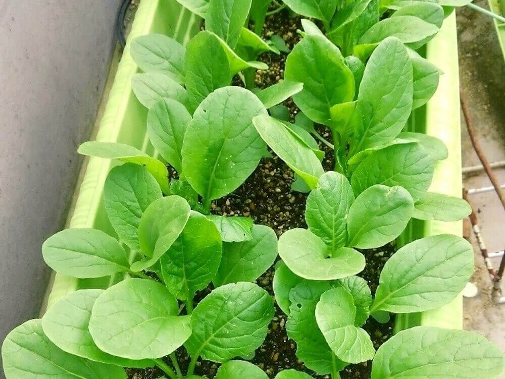 小松菜　家庭菜園　コマツナ