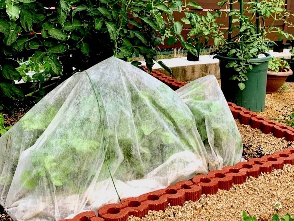 小松菜　家庭菜園　コマツナ