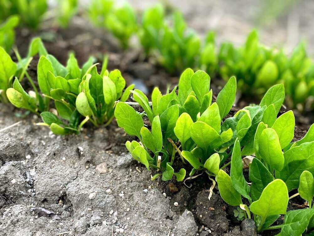 小松菜　家庭菜園　コマツナ