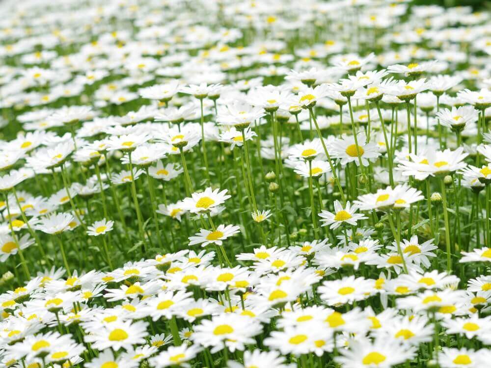 ノースポールの花言葉 意味や由来は 花の香りや種類 品種についてもご紹介 Greensnap グリーンスナップ
