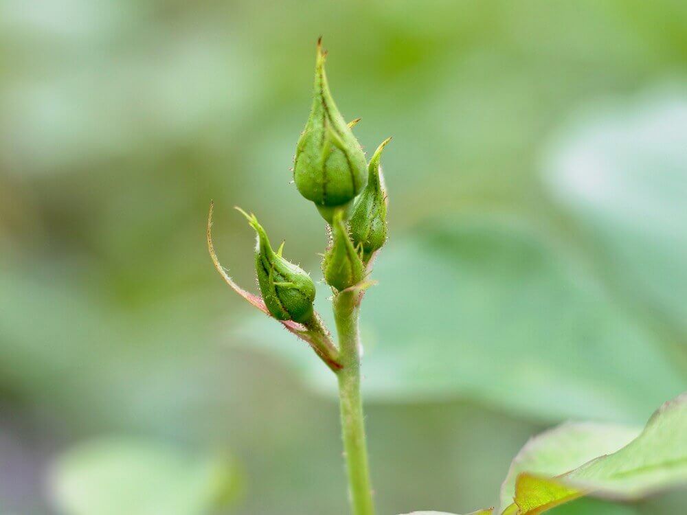 バラ　薔薇　夏