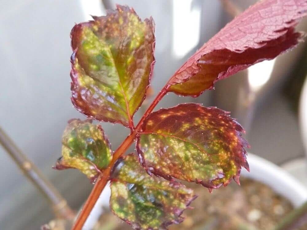 バラ　薔薇　夏　葉　病気