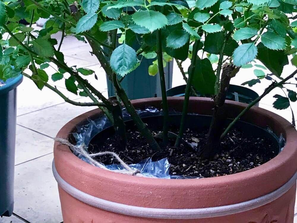 バラ　薔薇　夏　二重鉢