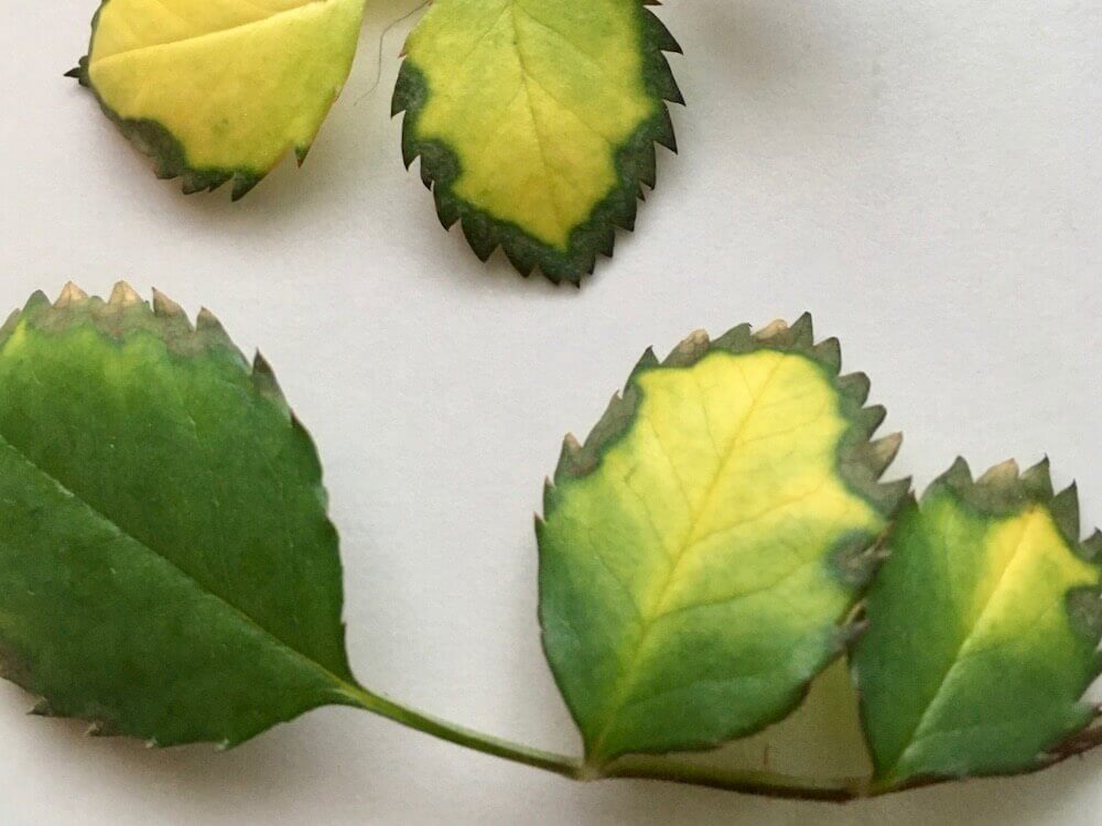 バラの葉の変色は夏バテ症状かも 秋に咲かすための暑さ対策とは Greensnap グリーンスナップ