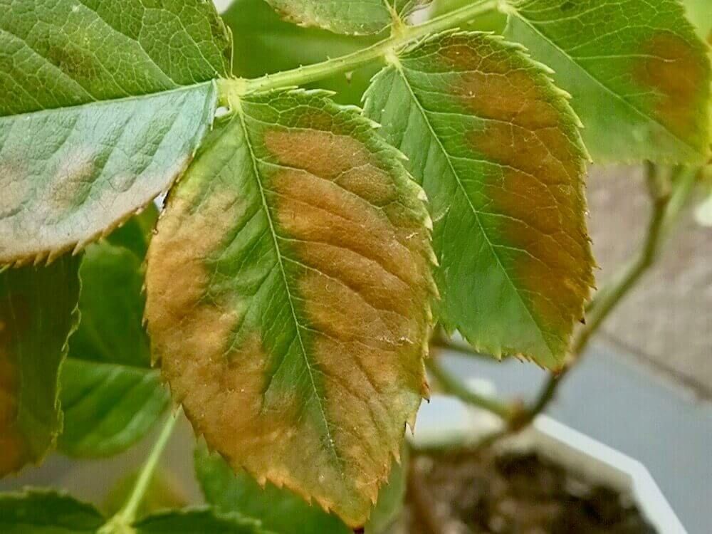 バラ　薔薇　夏　葉　病気