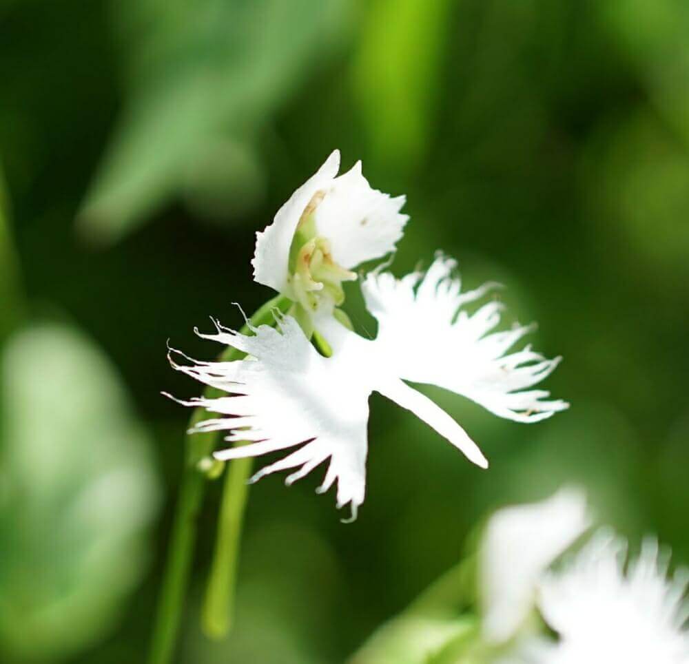 サギソウ 鷺草 の花言葉 花の特徴や 由来は Greensnap グリーンスナップ