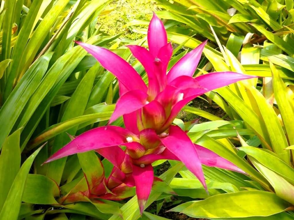 グズマニア　花