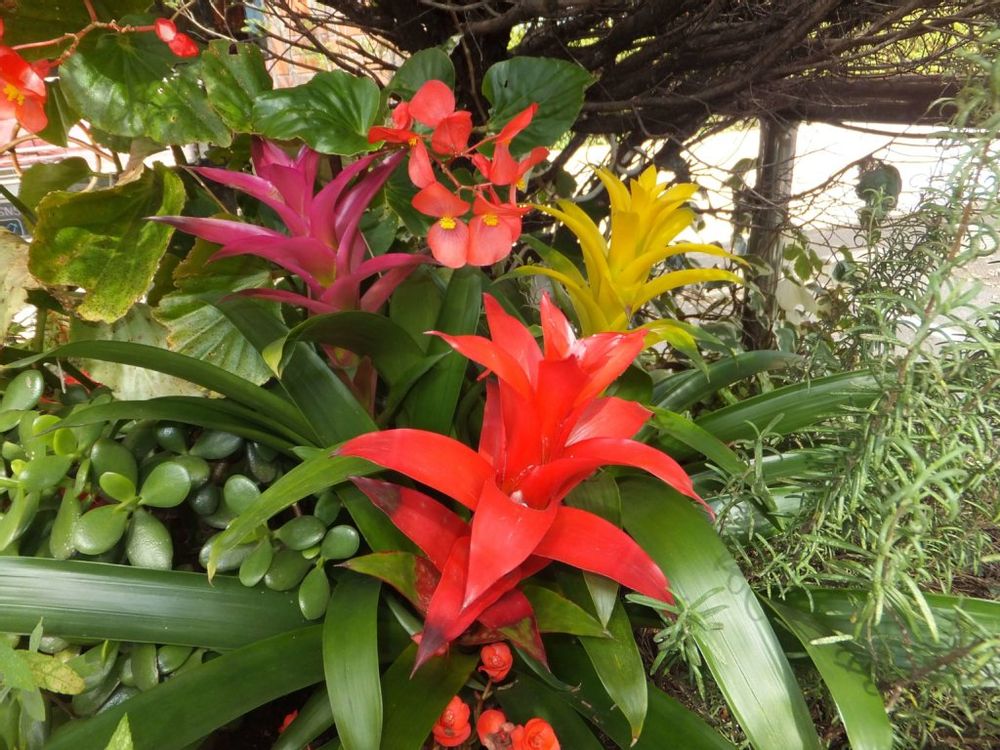 グズマニア　花