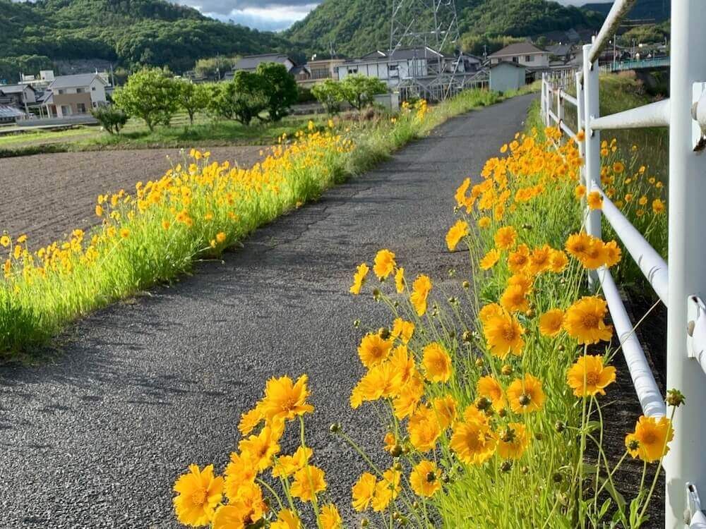 オオキンケイギク