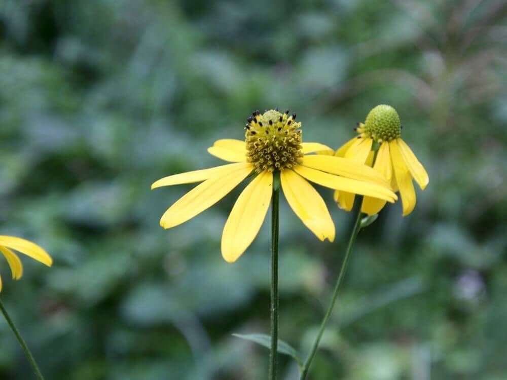 オオハンゴンソウ