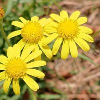 特定外来種の花一覧｜栽培は違法？見つけたらどうする？の画像