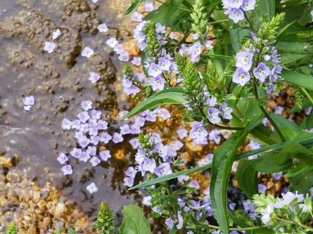 オオカワヂシャ