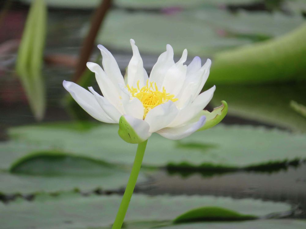 睡蓮(スイレン)　白い花