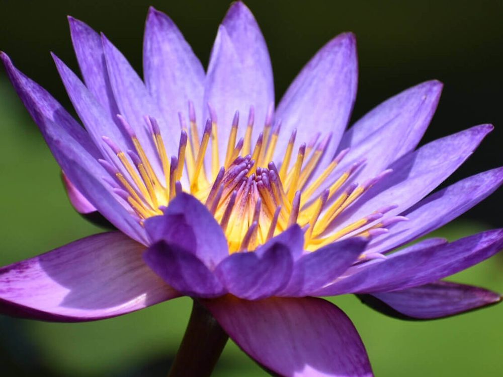 睡蓮(スイレン)　紫色の花