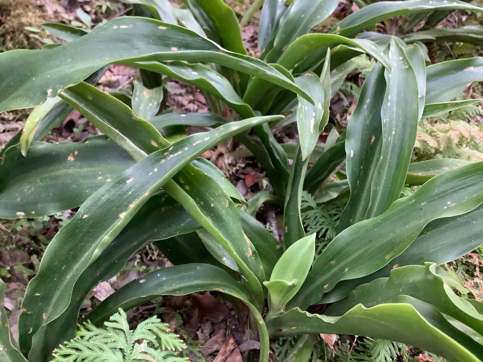 万年青 オモト の花言葉 風水的にも縁起がいい 意味や由来 種類は Greensnap グリーンスナップ