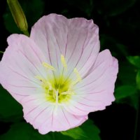 月見草の育て方｜育てる場所や植え付け、植え替えの時期は？の画像