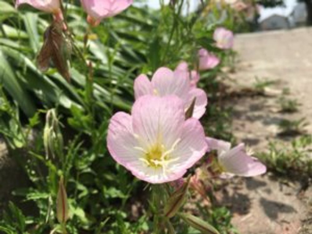 月見草　薄桃色の花