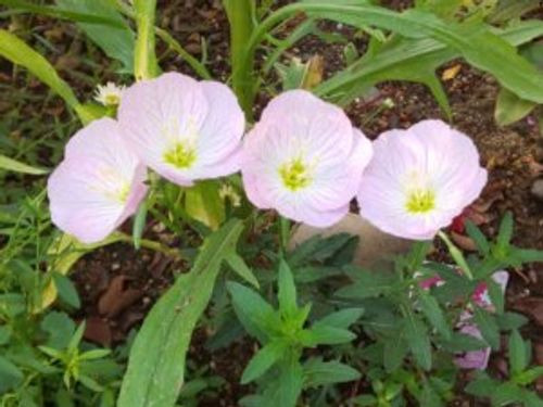 月見草の育て方 育てる場所や植え付け 植え替えの時期は Greensnap グリーンスナップ