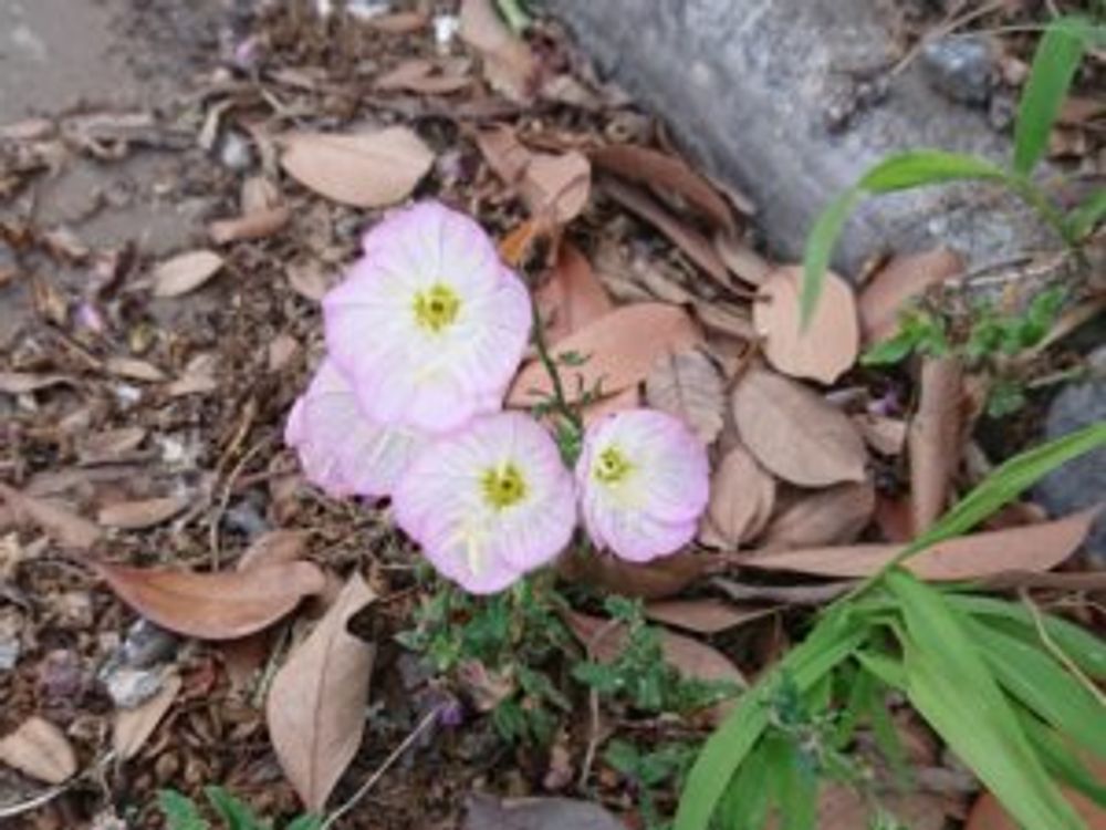 月見草　地面　薄桃色の花