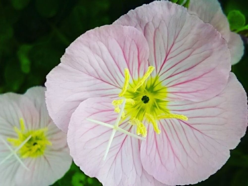 月見草　薄桃色の花