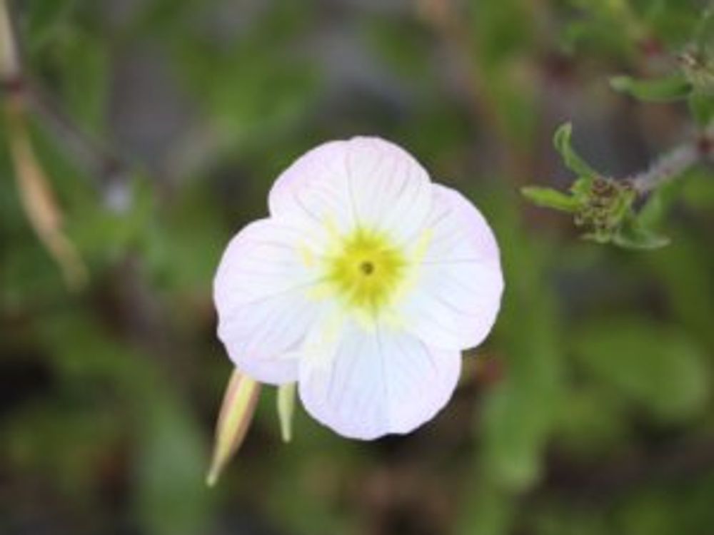 月見草　白い花