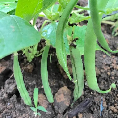 インゲン さやいんげん の花言葉 花や実の特徴 種類や栄養は Greensnap グリーンスナップ