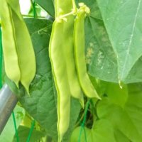 インゲン(さやいんげん)の育て方｜種まきから収穫までの日数は？の画像