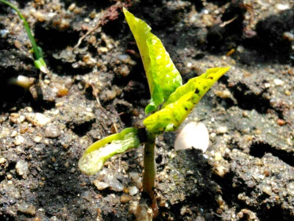 インゲン さやいんげん の育て方 種まきから収穫までの日数は Greensnap グリーンスナップ