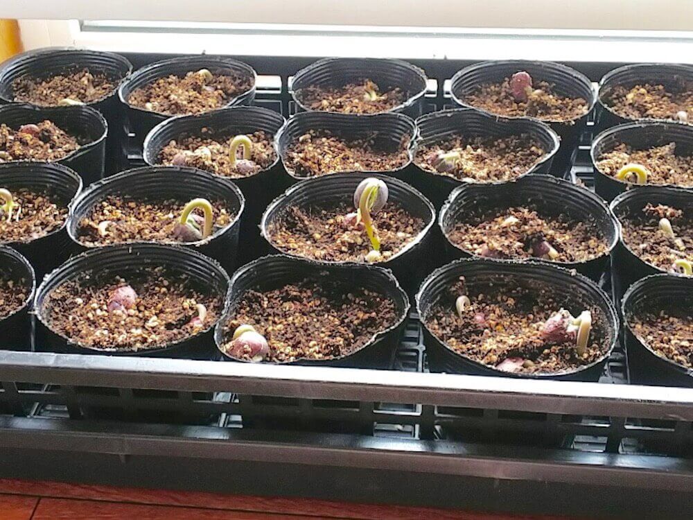 インゲン　インゲン豆　いんげん　家庭菜園