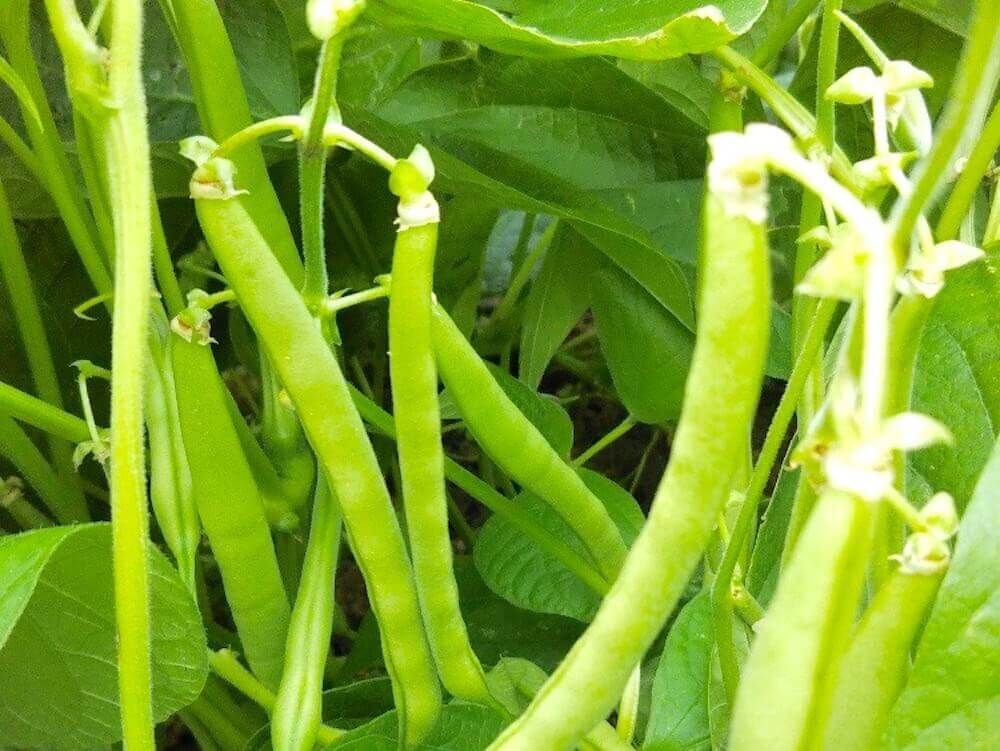 インゲン　インゲン豆　いんげん　家庭菜園