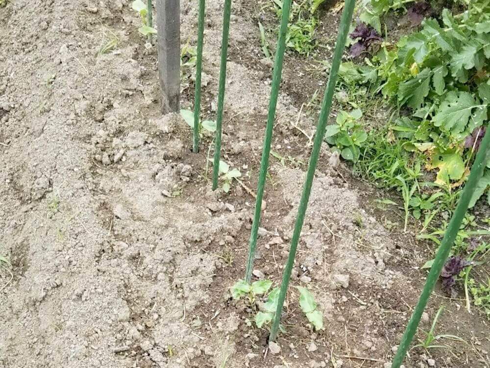 インゲン　インゲン豆　いんげん　家庭菜園