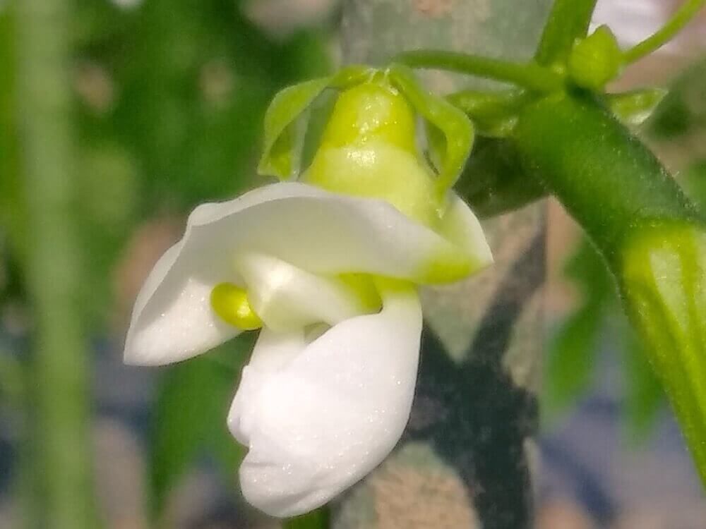 インゲン　インゲン豆　いんげん　家庭菜園