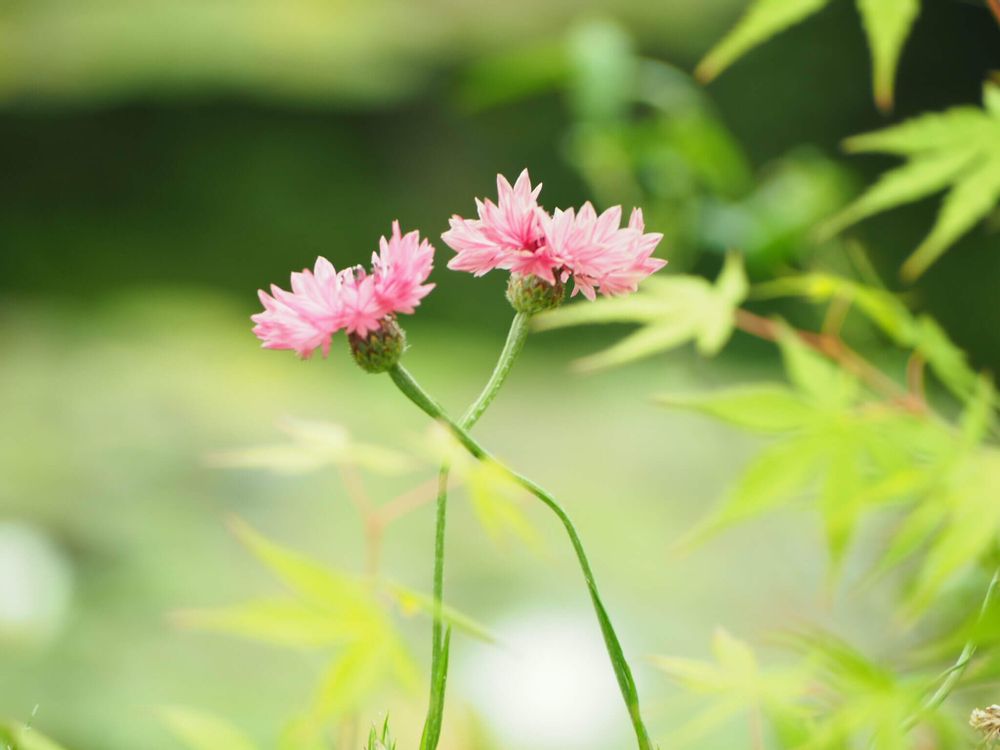 ヤグルマギク　矢車菊