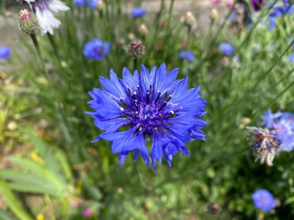 ヤグルマギク　矢車菊