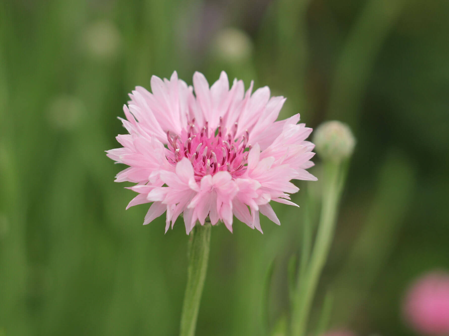 ヤグルマギク 矢車菊 の花言葉 意味や由来は 花の特徴や種類 見頃の季節は Greensnap グリーンスナップ