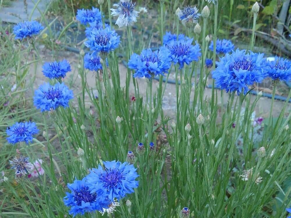 ヤグルマギク　矢車菊