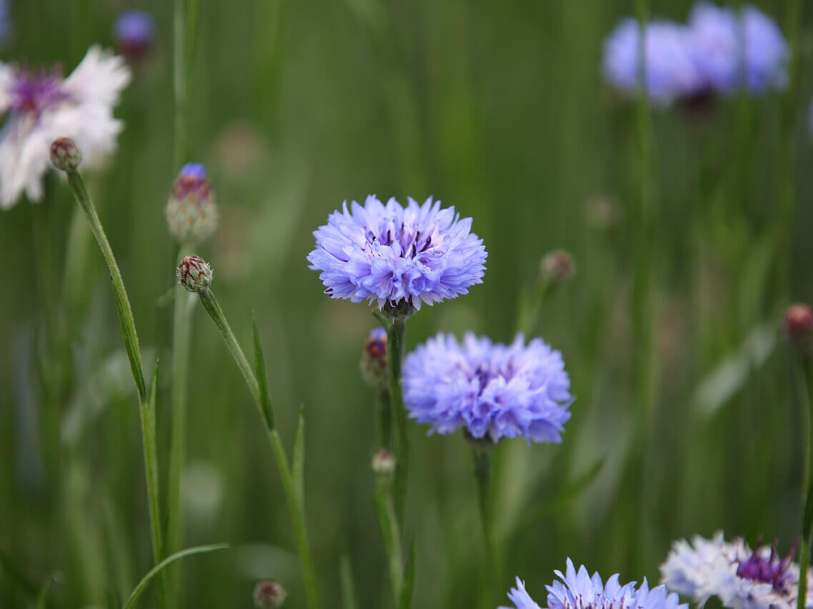 ヤグルマギク 矢車菊 の花言葉 花の特徴や種類 見頃の時期は Greensnap グリーンスナップ