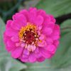 ジニアの育て方｜水やりのコツや植え付け、植え替えの時期は？の画像