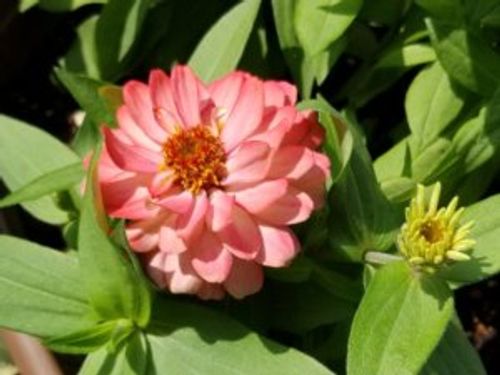 ジニアの育て方 水やりのコツや植え付け 植え替えの時期は Greensnap グリーンスナップ