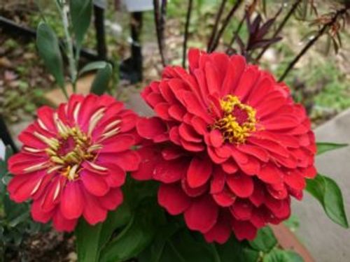 ジニアの育て方 水やりのコツや植え付け 植え替えの時期は Greensnap グリーンスナップ